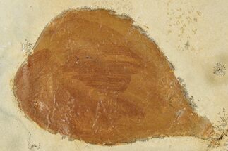 Fossil Mulberry Leaf (Morus) - Montana #268342