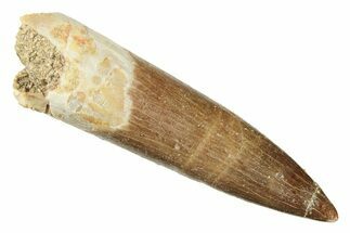Fossil Plesiosaur (Zarafasaura) Tooth - Morocco #269248