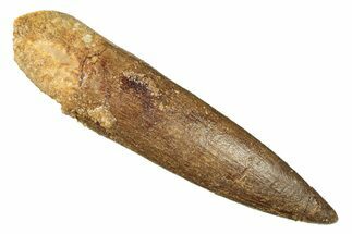 Fossil Plesiosaur (Zarafasaura) Tooth - Morocco #269250