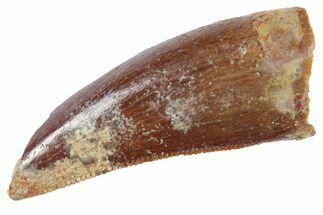 Serrated, Theropod (Deltadromeus?) Pre-Max Tooth - Morocco #268841