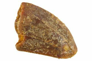 Bargain, Raptor Tooth - Real Dinosaur Tooth #268396