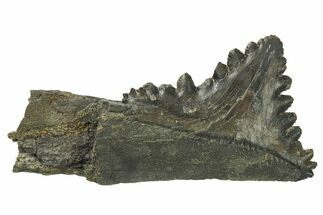 Bizarre Shark (Edestus) Jaw Section with Tooth - Carboniferous #269636