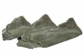 Bizarre Shark (Edestus) Jaw Section with Teeth - Carboniferous #269659
