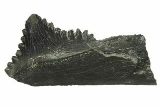 Bizarre Shark (Edestus) Jaw Section with Tooth - Carboniferous #269666