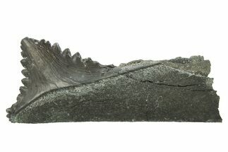 Bizarre Shark (Edestus) Jaw Section with Tooth - Carboniferous #269667