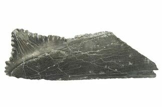 Bizarre Shark (Edestus) Jaw Section with Tooth - Carboniferous #269669