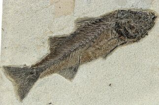 Beautiful Fish Fossil (Mioplosus) - Wyoming #269744