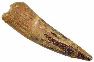 Fossil Spinosaurus Tooth - Real Dinosaur Tooth #268185