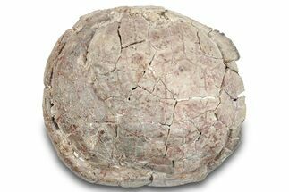 Fossil Tortoise (Stylemys) Shell - Nebraska #269617