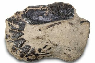 Cretaceous Lobster (Hoploparia) Fossil - New Jersey #269626