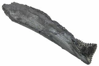 Bizarre Shark (Edestus) Jaw Section with Tooth - Carboniferous #269634