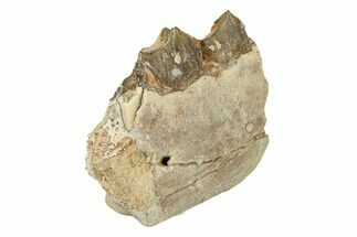 Oreodont (Merycoidodon) Jaw Section - South Dakota #268770