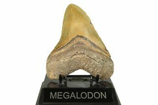 Fossil Megalodon Tooth - North Carolina #269679