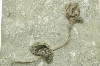 Fossil Crinoid (Agaricocrinus) & Brachiopod - Crawfordsville #269729