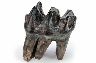 Pleistocene Fossil Mastodon (Mammut) Tooth - Florida #269751