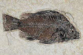Detailed Fossil Fish (Priscacara) - Wyoming #269786
