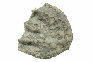 Fossil Crinoid (Pycnocrinus) Calyx - Indiana #269772