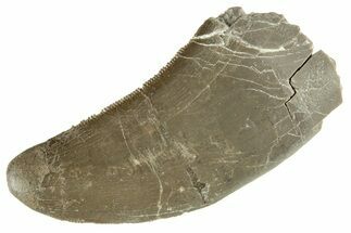 Serrated Megalosaurid (Marshosaurus) Tooth - Colorado #269864