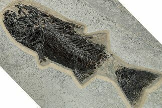 Bargain,  Fish Fossil (Mioplosus) - Wyoming #269798