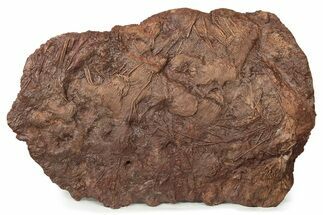 Silurian Fossil Crinoid (Scyphocrinites) Plate - Morocco #148557