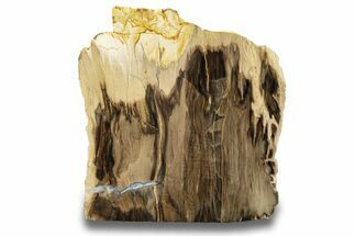 Polished, Petrified Wood (Metasequoia) Stand Up - Oregon #263731