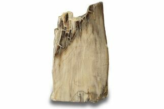 Polished, Petrified Wood (Metasequoia) Stand Up - Oregon #263748