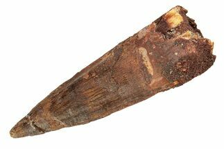 Fossil Spinosaurus Tooth - Real Dinosaur Tooth #268300