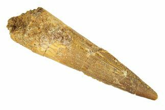 Fossil Spinosaurus Tooth - Real Dinosaur Tooth #268941