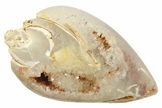 Chalcedony Replaced Gastropod With Sparkly Quartz - India #269836