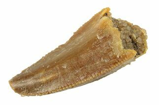 Serrated, Raptor Tooth - Real Dinosaur Tooth #268735