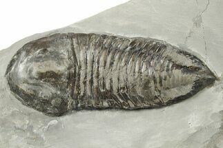 Silurian Trilobite (Trimerus) Fossil - New York #269869