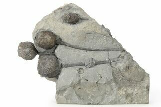 Multiple Silurian Cystoid (Caryocrinites) Fossils - New York #270012