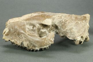 Partial Oreodont (Merycoidodon) Upper Skull - Nebraska #269860