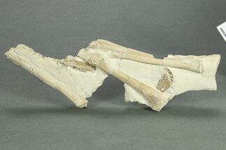 Fossil Squirrel-Like Mammal Jaws With Camelid Leg Bones - Wyoming #269861