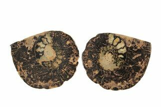Sliced, Iron Replaced Fossil Ammonite - Morocco #269490