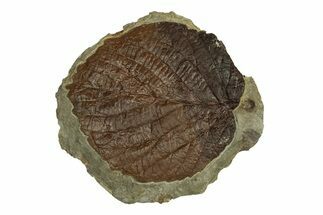 Fossil Leaf (Davidia) - Montana #269399