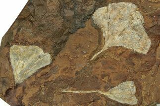 Three Paleocene Fossil Ginkgo Leaves - North Dakota #269482