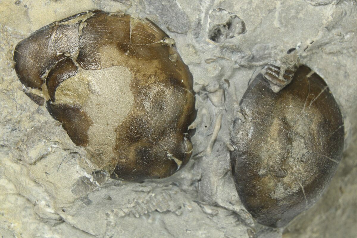 1.2" Bumastus Ioxus Trilobite New York (270131) For Sale