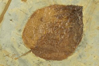 Fossil Leaf (Beringiaphyllum) - Montana #269304