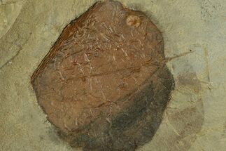 Fossil Leaf (Zizyphoides) - Montana #269407