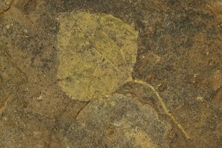Paleocene Fossil Leaf (Cocculus) - North Dakota #269478