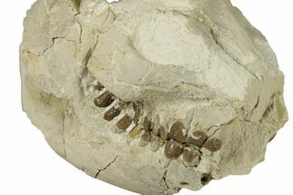 Fossil Oreodont (Leptauchenia) Partial Skull - South Dakota #269894