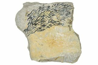 Silurian Bryozoan Fossil Plate - New York #269999