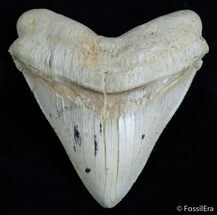 Wide Inch Megalodon Tooth- Bakersfield!!! #2542
