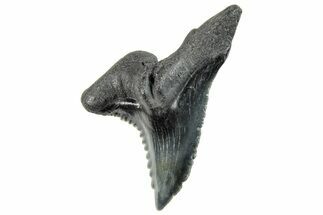 Snaggletooth Shark (Hemipristis) Tooth - South Carolina #270028