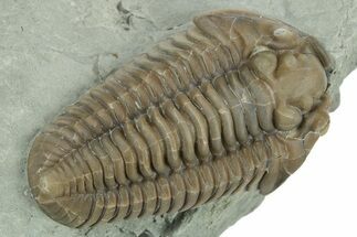 Prone, Inflated Flexicalymene Trilobite - Indiana #270390