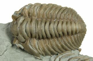Detailed Flexicalymene Trilobite - Indiana #270415