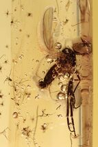 Detailed Fossil Flies (Empididae & Chironomidae) In Baltic Amber #270576