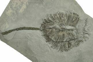 Fossil Crinoid (Dimerocrinus) - Rochester Shale, New York #270470