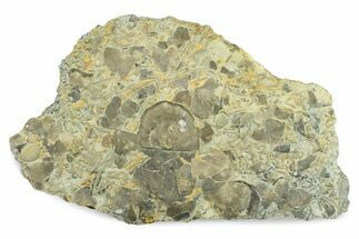 Fossil Brachiopod and Bryozoan Plate - Indiana #270474